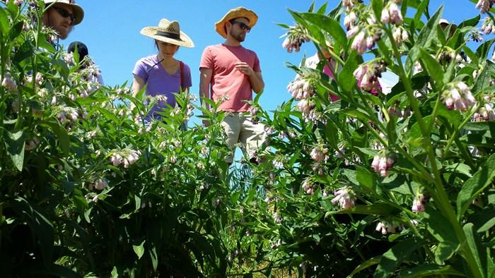 wild edibles at the college farm