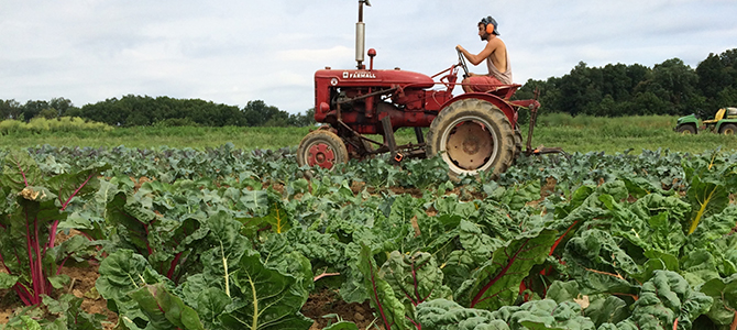 Experiential education is a core component of the food studies certificate. 