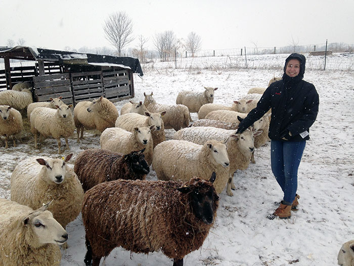 Student feeding sheep 