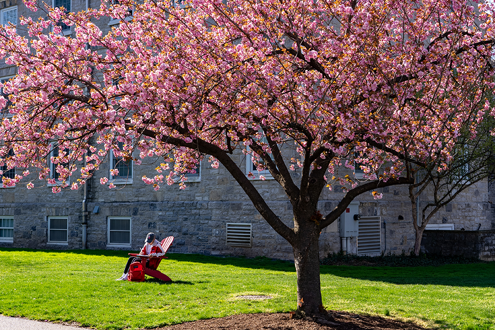 A student sits on an adirondack chair beneath a cherry blossom tree