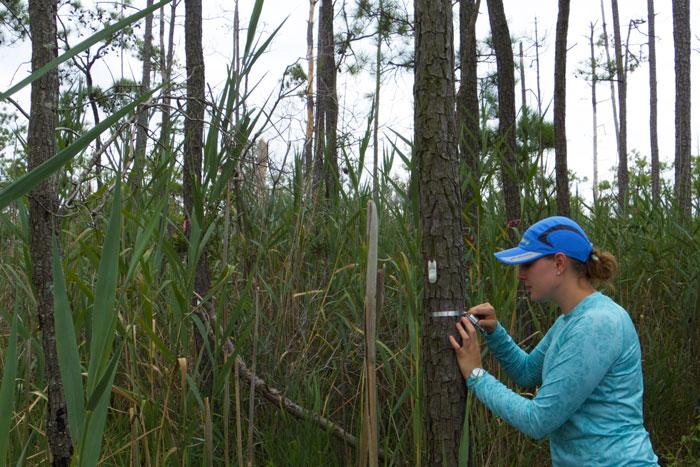 caroline kanaskie measures a tree's girth