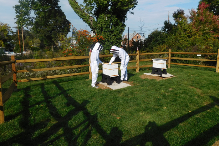 Bee hives