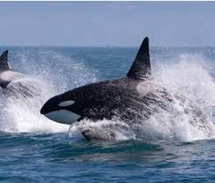 Webinar: Fins, Fossils and Foreign Terranes--The Natural History of the San Juan Islands, Washington