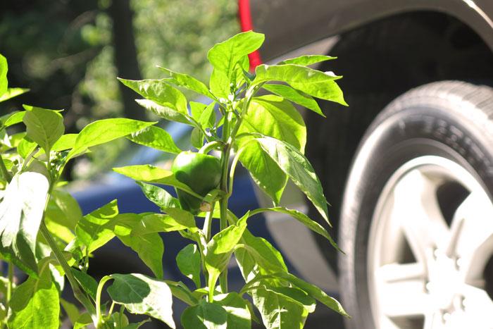 pepers grow in a parking lot