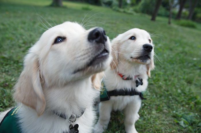 service dogs