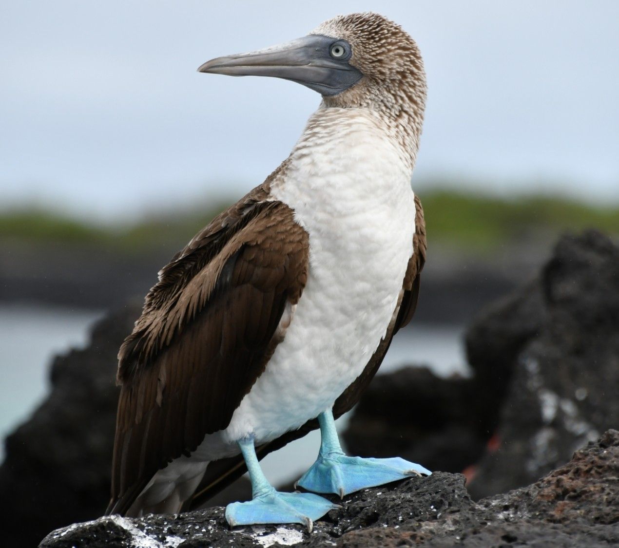 Galapagos Islands &ndash; November 16-23, 2027