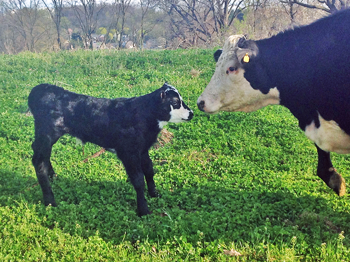 A cow and calf at the College Farm.