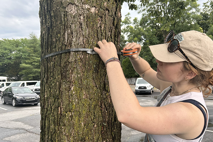 A Dickinson student takes a measurement of a tree