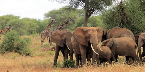 Tanzania Wildlife Safari: January 7 - 18, 2025
