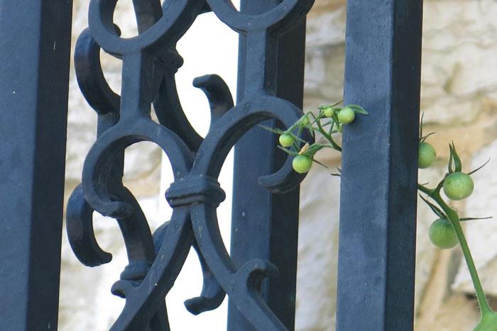 tomatoes climb a railing