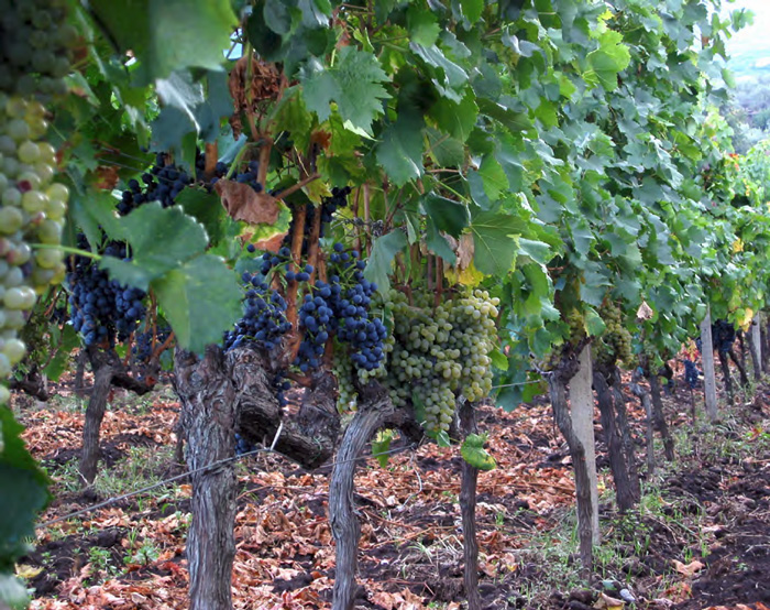 Visit a more than 400-year-old winery on the slopes of Mount Etna, Sicily.
© Neil Weightman