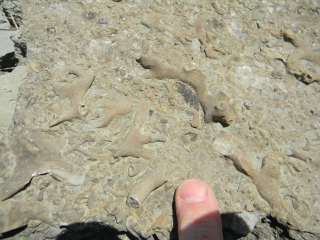 Cincy paleo trip fossils