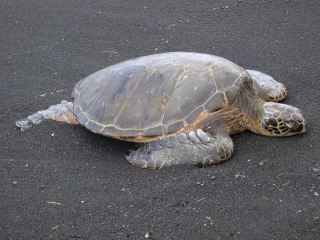 Green sea turtle 2 black sand beach punalu u beach county park hawaii 3 19 04