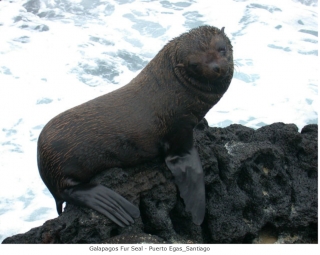 Galapogos 2003 Walrus