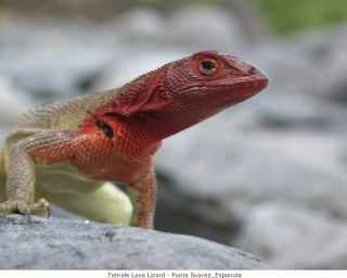 Galapogos 2003 Lizard