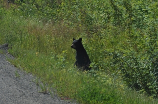 Hoodoo Bear