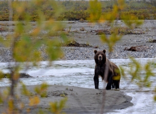 Alaska bear