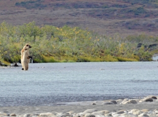 Alaska bear standing