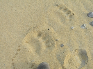 ERSC Baffin Island Footprints Sand