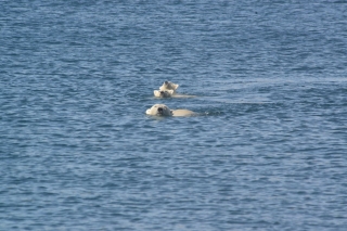 Greenland polarbear